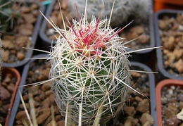 Thelocactus bicolor