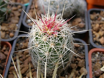 Thelocactus bicolor