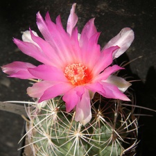 Thelocactus bicolor Kovtun88