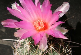 Thelocactus bicolor Kovtun88