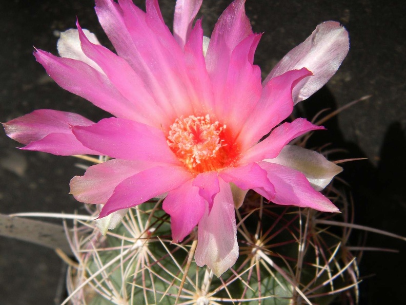 Thelocactus bicolor Kovtun88