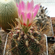 Thelocactus bicolor Tit FG