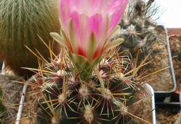 Thelocactus bicolor Tit FG