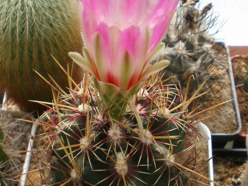 Thelocactus bicolor Tit FG