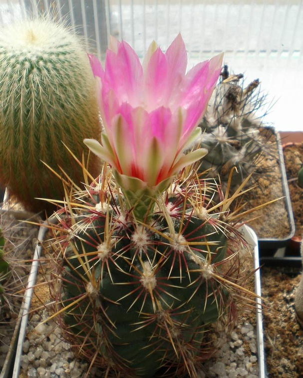 Thelocactus bicolor Tit FG