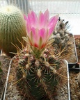 Thelocactus bicolor Tit FG
