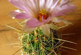 Thelocactus bicolor ssp  bolaensis