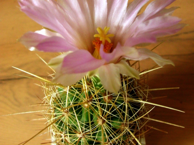 Thelocactus bicolor ssp  bolaensis