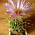 Thelocactus bicolor ssp  bolaensis