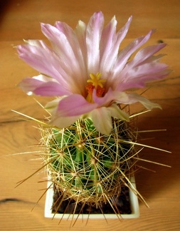 Thelocactus bicolor ssp  bolaensis
