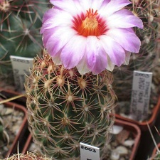Thelocactus bicolor ssp  zwakii CZ 043 Dim
