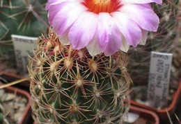 Thelocactus bicolor ssp  zwakii CZ 043 Dim