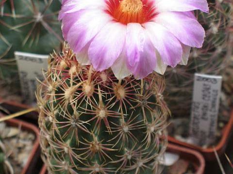 Thelocactus bicolor ssp  zwakii CZ 043 Dim