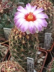 Thelocactus bicolor ssp  zwakii CZ 043 Dim