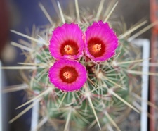 Thelocactus bicolor v  bicolor