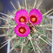 Thelocactus bicolor v  bicolor