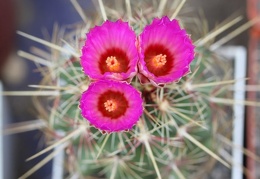 Thelocactus bicolor v  bicolor