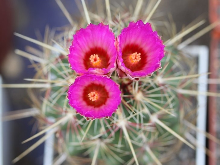 Thelocactus bicolor v  bicolor