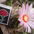Thelocactus bicolor v  schwartzii Kovtun88