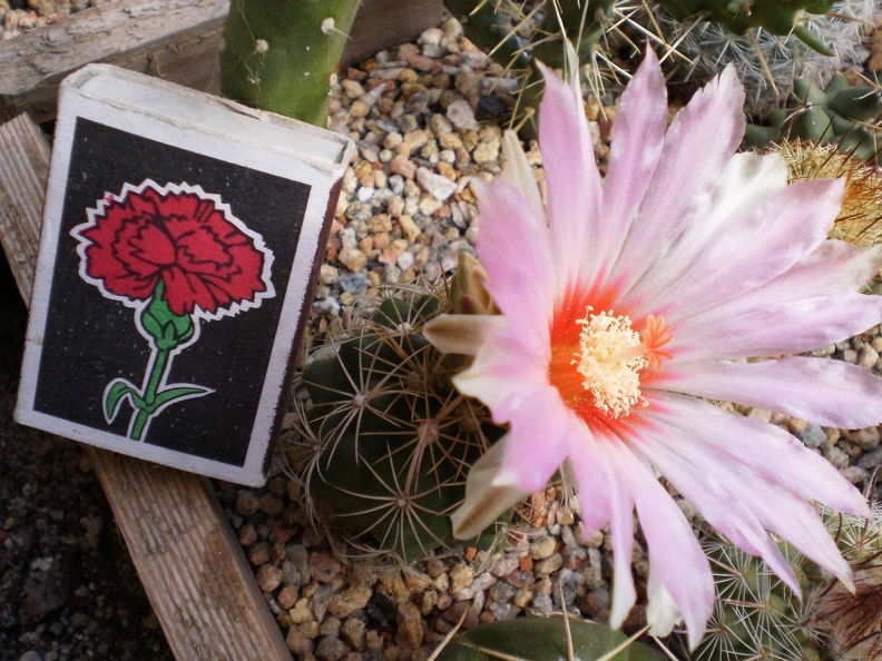 Thelocactus bicolor v  schwartzii Kovtun88