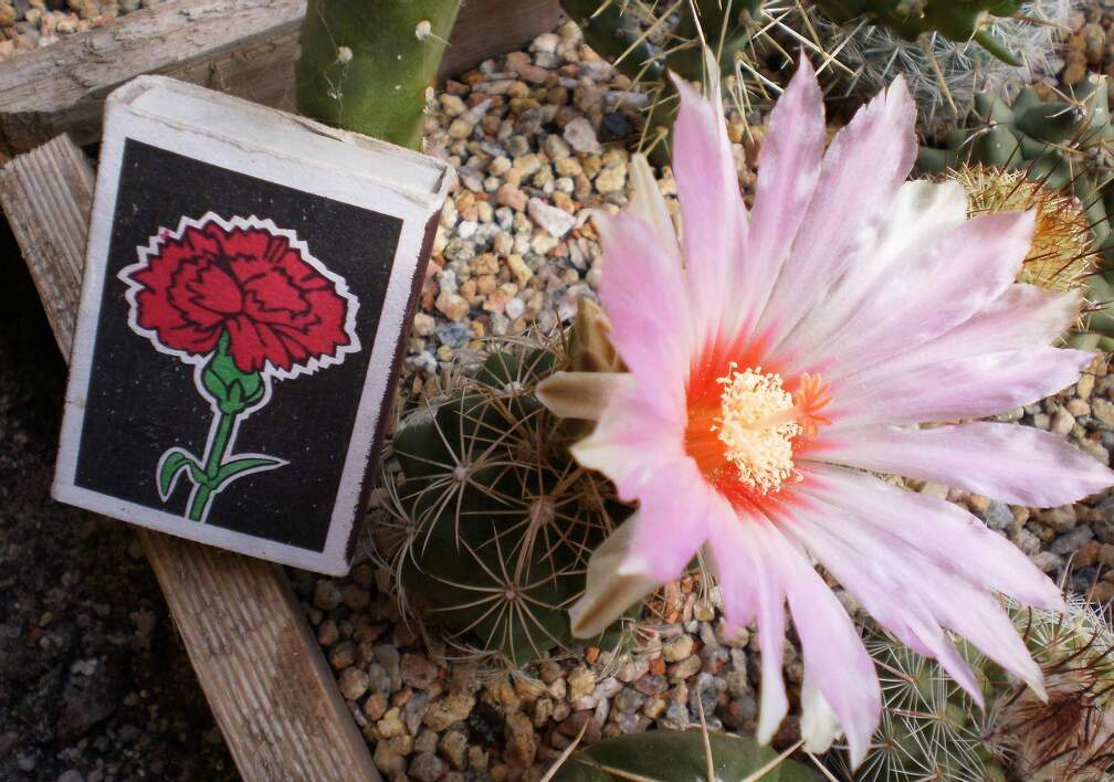 Thelocactus bicolor v  schwartzii Kovtun88