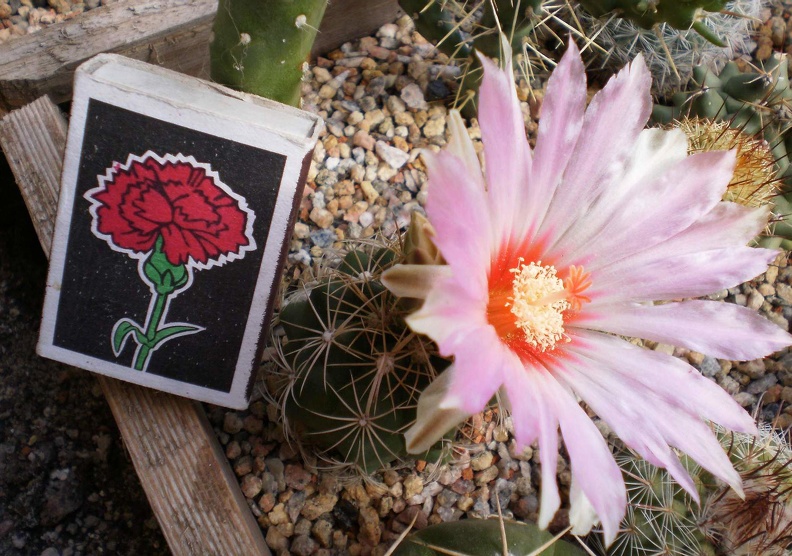 Thelocactus_bicolor_v__schwartzii_Kovtun88.jpg