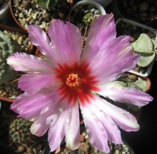 Thelocactus bicolor v texensis