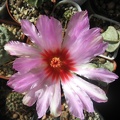 Thelocactus bicolor v texensis