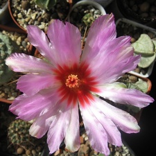 Thelocactus bicolor v texensis