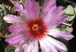 Thelocactus bicolor v texensis