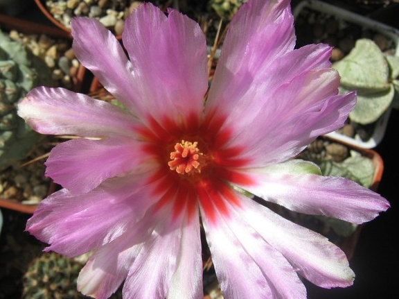 Thelocactus bicolor v texensis