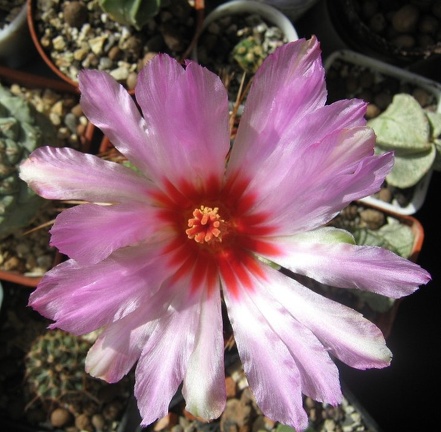Thelocactus bicolor v texensis