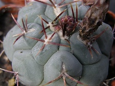Thelocactus hexaedroforus