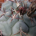 Thelocactus hexaedroforus