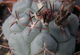 Thelocactus hexaedroforus