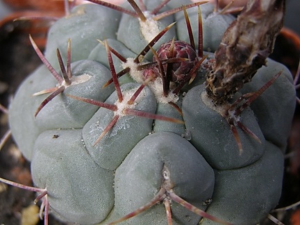 Thelocactus hexaedroforus