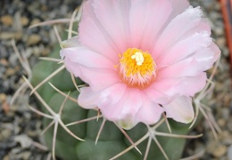 Thelocactus hexaedrophorus Sob