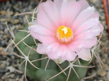 Thelocactus hexaedrophorus Sob