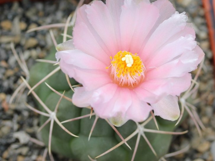 Thelocactus hexaedrophorus Sob