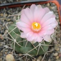 Thelocactus hexaedrophorus Sob