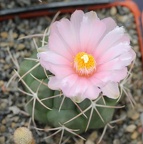 Thelocactus hexaedrophorus Sob