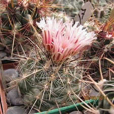 Thelocactus lausseri Gurus FG