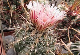 Thelocactus lausseri Gurus FG