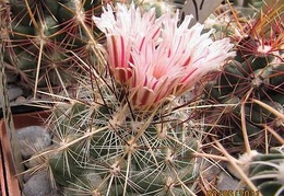 Thelocactus lausseri Gurus FG