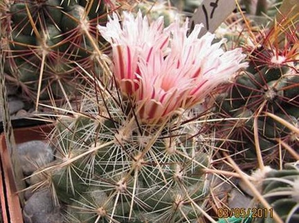 Thelocactus lausseri Gurus FG