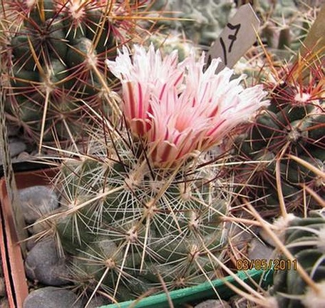 Thelocactus lausseri Gurus FG