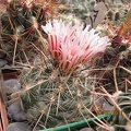 Thelocactus_lausseri_Gurus_FG.JPG