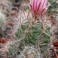 Thelocactus lausseri