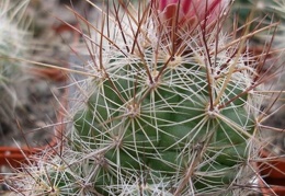 Thelocactus lausseri