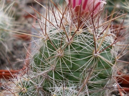 Thelocactus lausseri